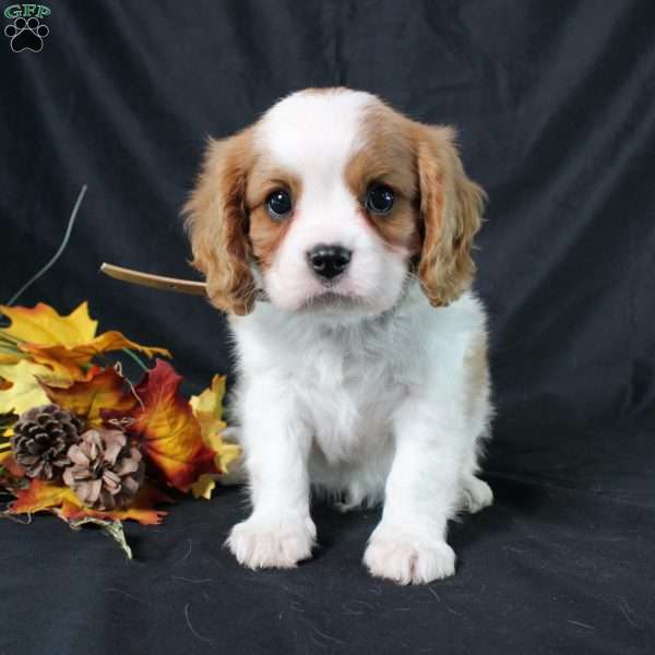 Henry, Cavalier King Charles Spaniel Puppy